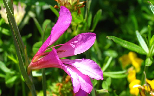 Orchid & Wildflowers